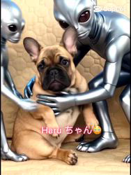 中村大輔ブリーダーのブログ：Haru 3/19産まれ♀
