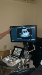 谷口朋子ブリーダーのブログ：受胎確認しました🐶