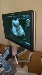 谷口朋子ブリーダーのブログ：受胎確認しました🐶(ローズ)