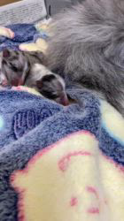 谷口朋子ブリーダーのブログ：カーリーのベビーが産まれました🐶