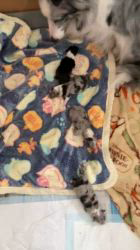 谷口朋子ブリーダーのブログ：生後１日目🐶