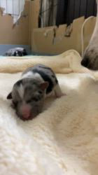 谷口朋子ブリーダーのブログ：夜の様子🐶