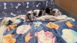 谷口朋子ブリーダーのブログ：生後4日目🐶