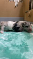 谷口朋子ブリーダーのブログ：生後５日目❣️