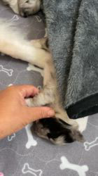 谷口朋子ブリーダーのブログ：生後2週間🐶