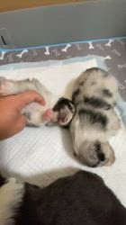 谷口朋子ブリーダーのブログ：生後15日🐶