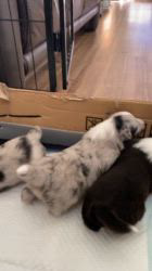 谷口朋子ブリーダーのブログ：生後16日目🐶