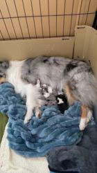 谷口朋子ブリーダーのブログ：ローズ、無事に７匹産まれました🐶