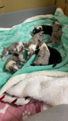 谷口朋子ブリーダーのブログ：ローズベビー生後1日目🐶