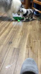 谷口朋子ブリーダーのブログ：カーリーベビー生後36日目🐶