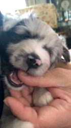 谷口朋子ブリーダーのブログ：生後37日