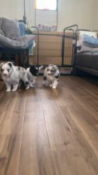 谷口朋子ブリーダーのブログ：生後38日目🐶