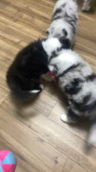 谷口朋子ブリーダーのブログ：カーリーっ子たち生後49日目🐶