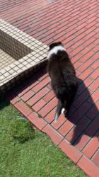 谷口朋子ブリーダーのブログ：飼い主さま募集中💕