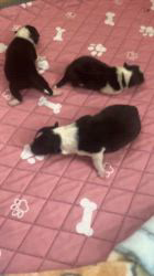 谷口朋子ブリーダーのブログ：赤ちゃん産まれました🐶