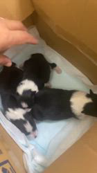 谷口朋子ブリーダーのブログ：生後7日目🐶