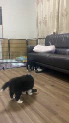谷口朋子ブリーダーのブログ：元気なパピーたち🐶