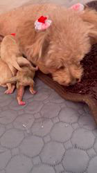 浦川美由起ブリーダーのブログ：チョコちゃん無事出産しました