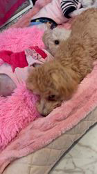 浦川美由起ブリーダーのブログ：ぴーちゃんもうすぐ出産