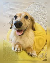 橋本哲也ブリーダーのブログ：お兄ちゃん犬によく似ています😊