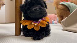 西山マサ子ブリーダーのブログ：ブラック女の子