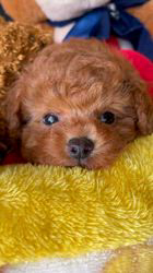 西山マサ子ブリーダーのブログ：可愛い姿を見てください^ ^、