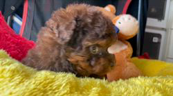 西山マサ子ブリーダーのブログ：募集開始しました。