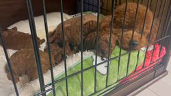 西山マサ子ブリーダーのブログ：子育て中^ ^