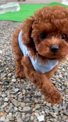 西山マサ子ブリーダーのブログ：パパにそっくり