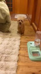 西山マサ子ブリーダーのブログ：マイクロティーカップ成犬