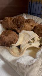 西山マサ子ブリーダーのブログ：元気に成長中