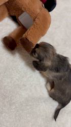 高橋真輝ブリーダーのブログ：今朝も元気に*.＊