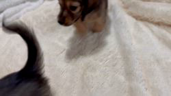 高橋真輝ブリーダーのブログ：今朝も