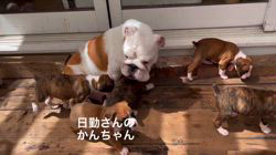 岩崎千恵子ブリーダーのブログ：ボクサー犬の子犬とブルドッグ