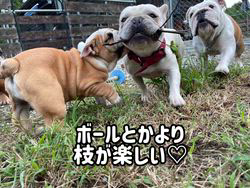 岩崎千恵子ブリーダーのブログ：ブルの日常