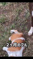 岩崎千恵子ブリーダーのブログ：僕と遊ぼ