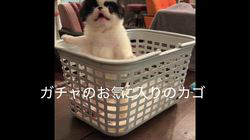 有島宙久ブリーダーのブログ：愛しの狆⭐︎ガチャピン