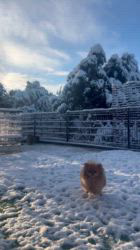 金秀妍ブリーダーのブログ：初雪❄️ スイッチONで大運動会🐶🐕❄️