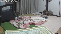 原口博ブリーダーのブログ：子犬の運動会がはじまります。🐶