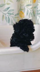 高木昇剛ブリーダーのブログ：あきな赤ちゃん