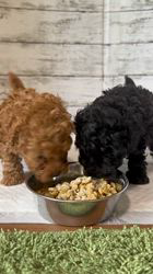 高木昇剛ブリーダーのブログ：テル子赤ちゃん