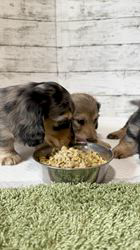 高木昇剛ブリーダーのブログ：コーデッツ赤ちゃん