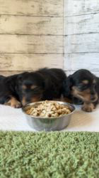 高木昇剛ブリーダーのブログ：バングル赤ちゃん