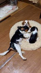 井佐子順子ブリーダーのブログ：パパの子育て