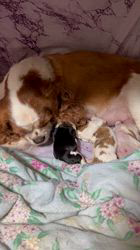 井佐子順子ブリーダーのブログ：おめでとう