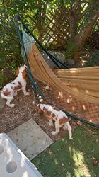 井佐子順子ブリーダーのブログ：元気な子犬達