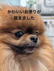 高安敏子ブリーダーのブログ：りんちゃん　3才になりました
