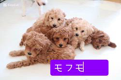 山田理江ブリーダーのブログ：癒しのモフモフ塊💜