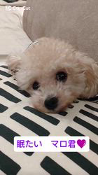 山田理江ブリーダーのブログ：パパ犬マロ君💜ねむねむの巻