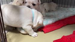 大石ひとみブリーダーのブログ：すくすく成長していますᐡ-ﻌ•ᐡ🐾